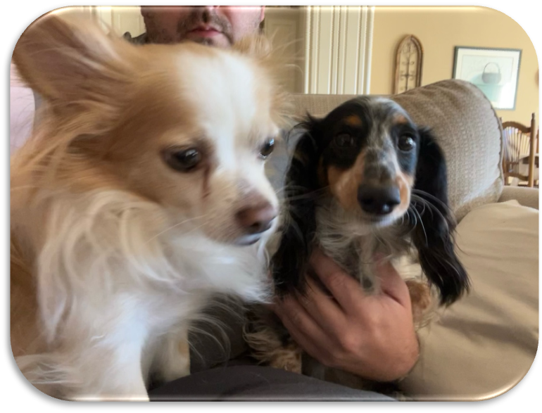 A person holding two dogs.